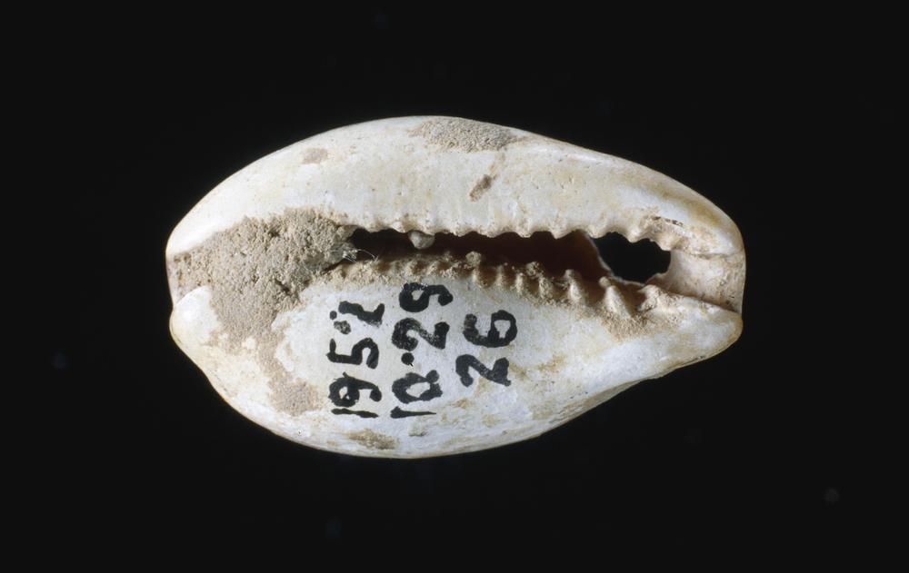 图片[3]-cowrie money BM-1979-0228.17-China Archive